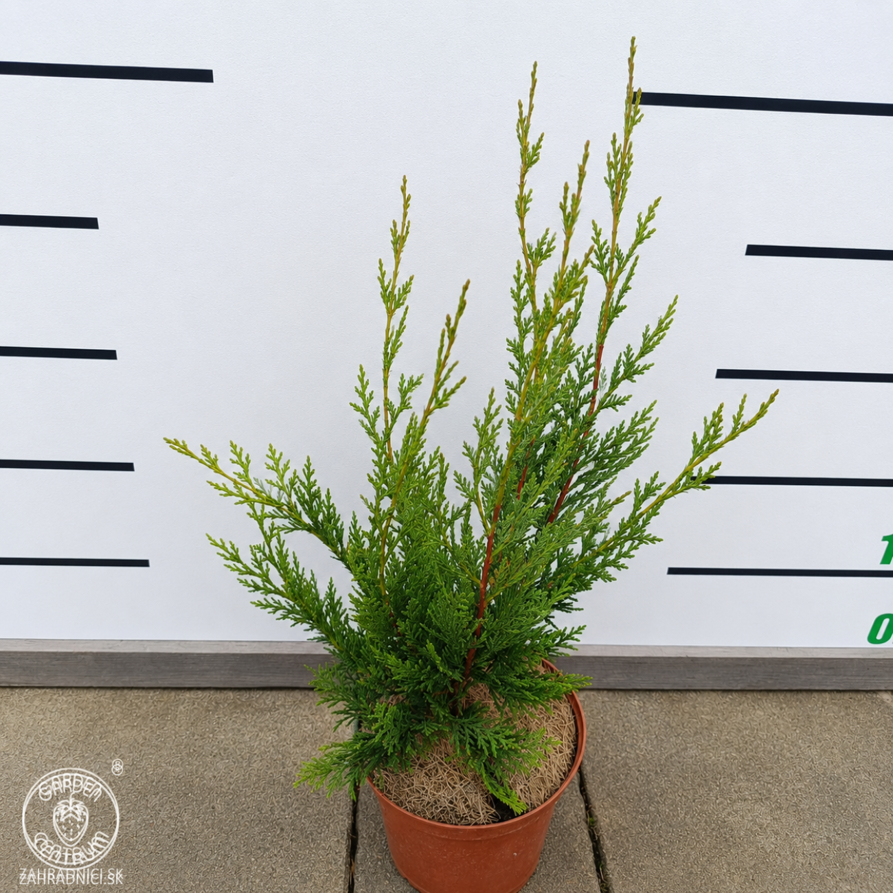 Obrázok Cyprusovec leylandský (Cupressocyparis leylandii) - výška 30-50 cm, kont. C2L/C3L